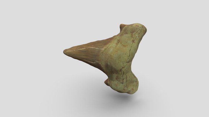 Fossil Shark tooth 3D Model