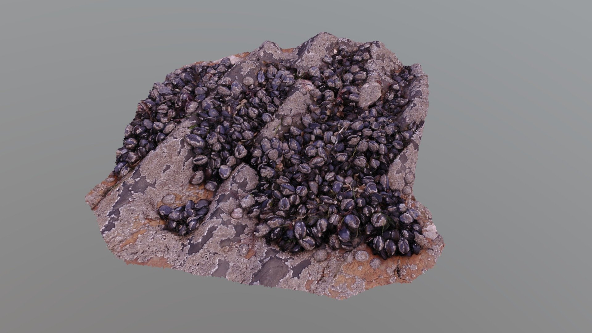Small Shells - 3D model by EJV3D [c3a4afc] - Sketchfab