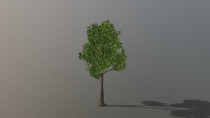 Tree 3d model linden tree 3D Model