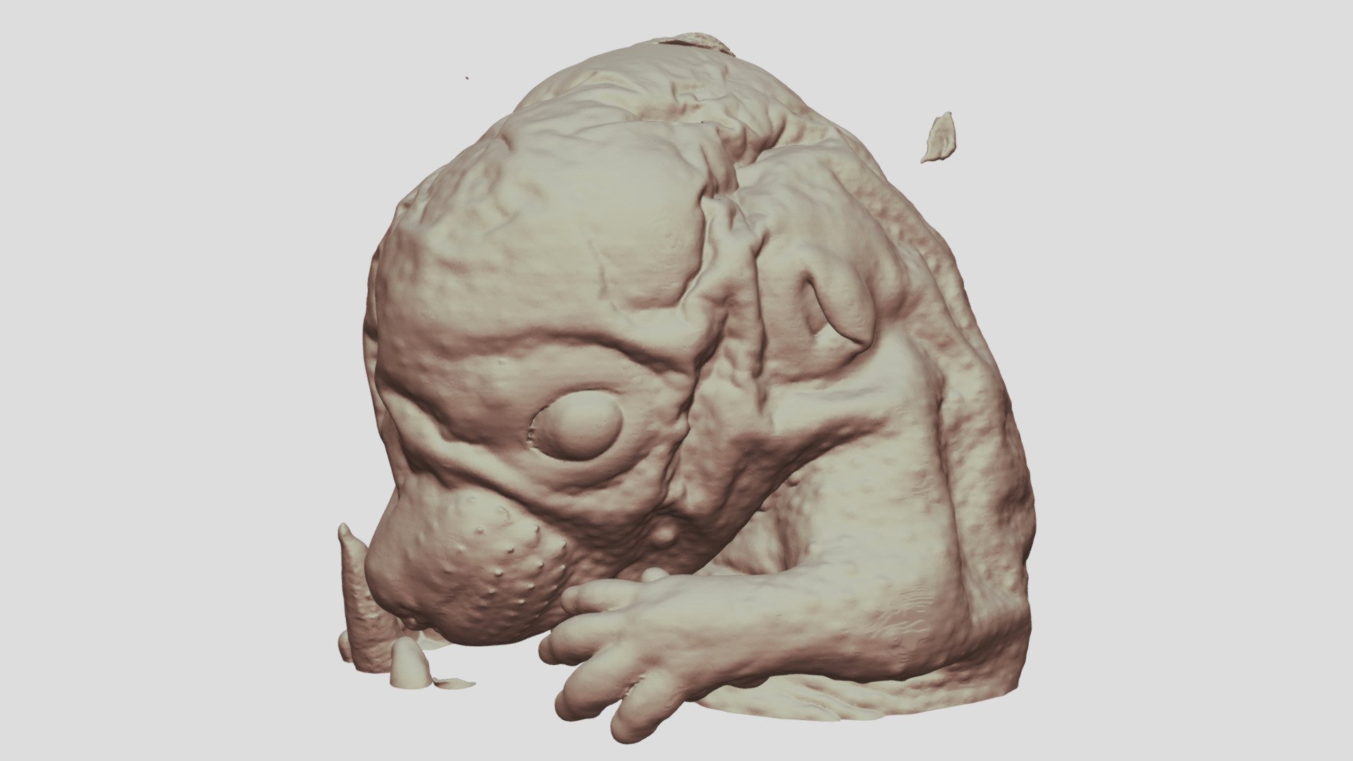 E15.5 Mouse Embryo Head