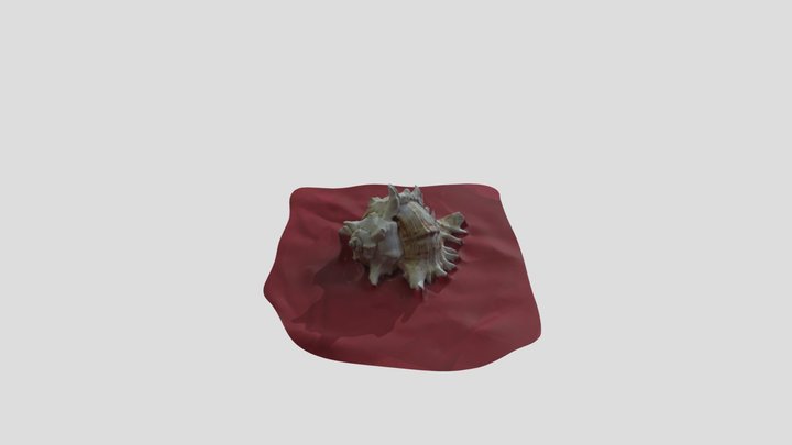 3D Scan seashell 3D Model