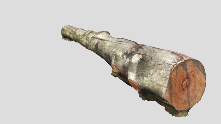 Sortiment bukve 3D Model