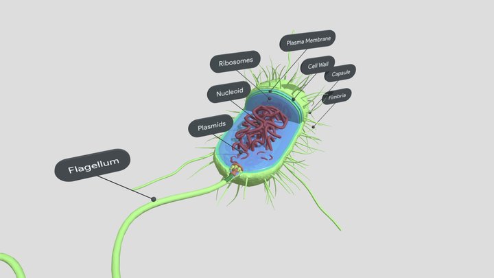 Cellula procariote 3D Model