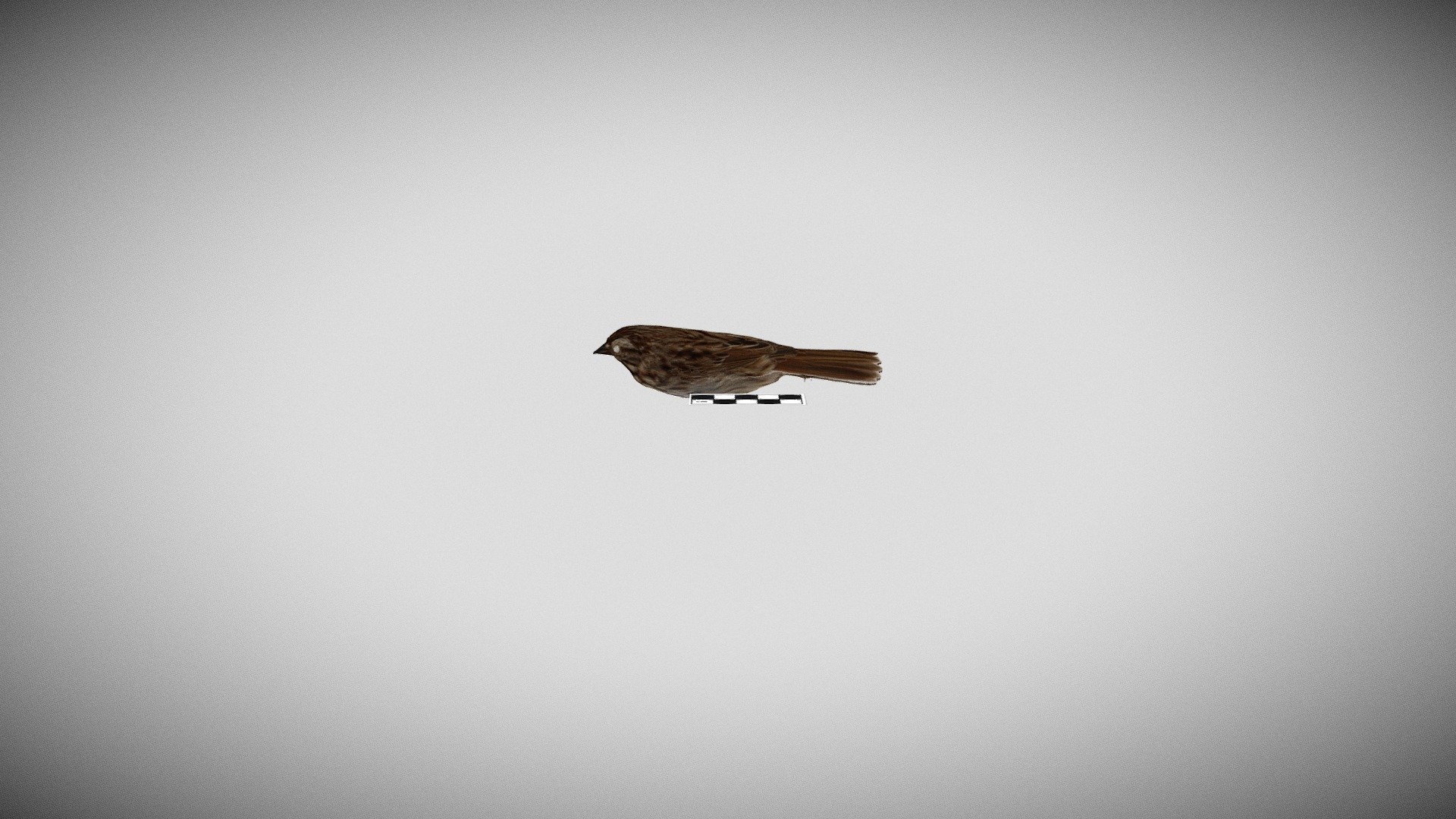 Sparrow with Scaled Ruler