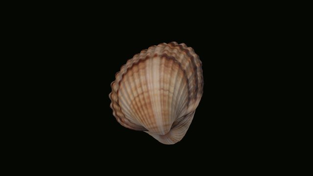 Seashell 3D Model
