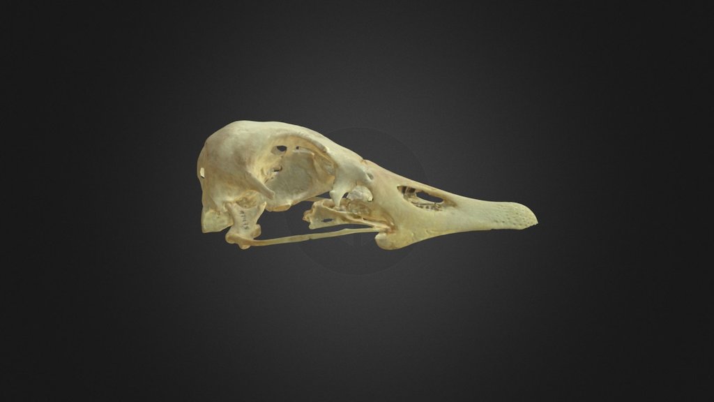 Anser Anser Skull Download Free D Model By Museu De Ci Ncies Naturals De Barcelona