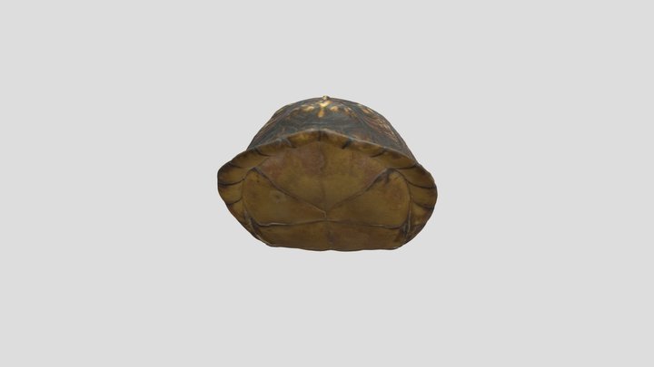 Common Box turtle (Terrapene carolina) 3D Model