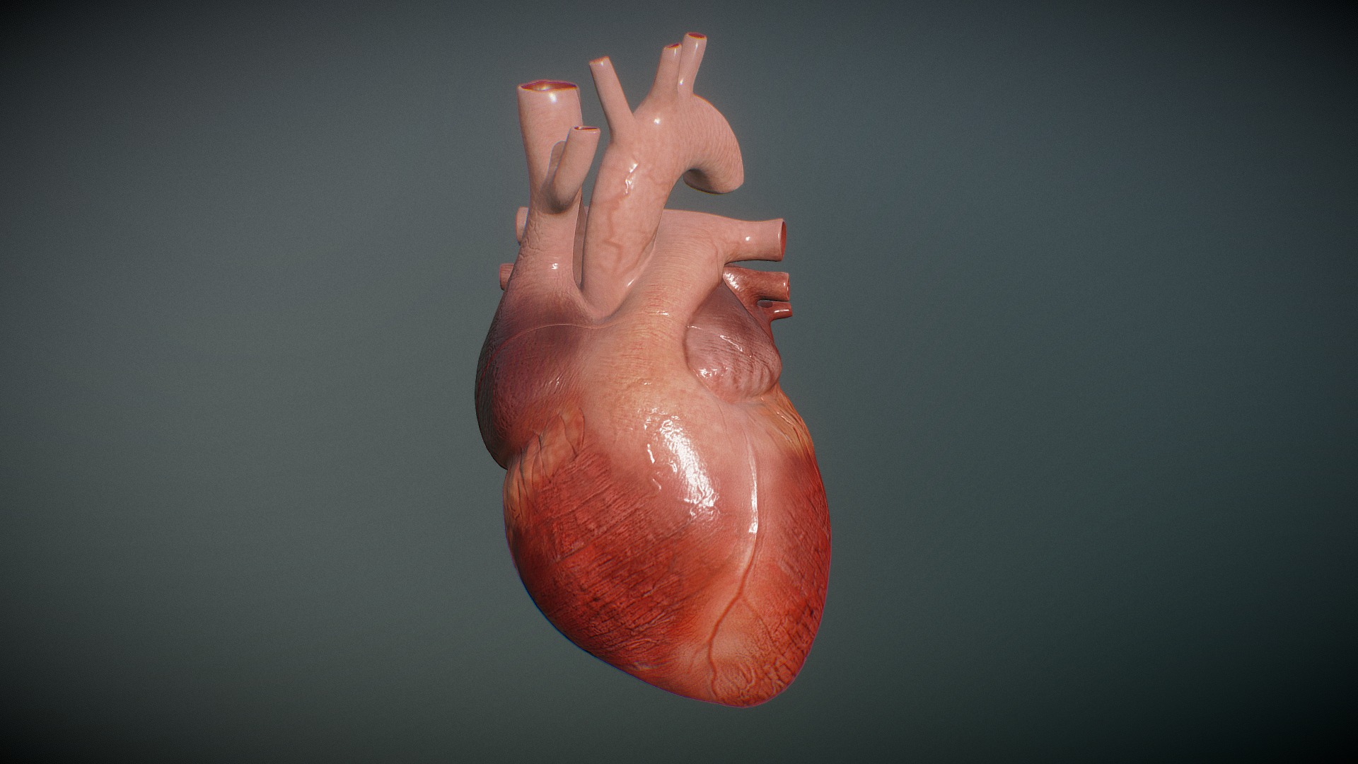 Human Heart Model - 3D model by dmitrygulev [c3b47a0] - Sketchfab