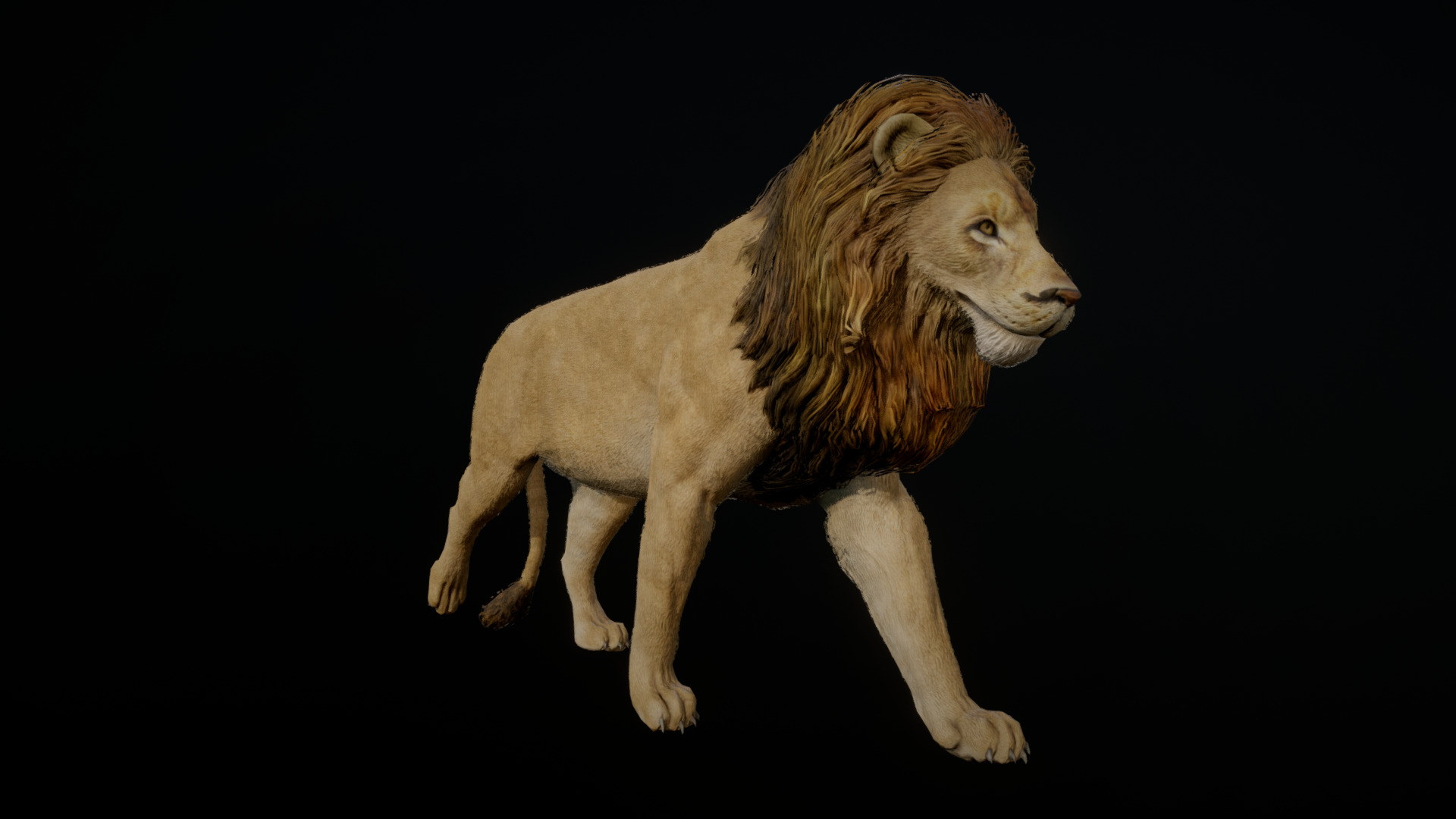 3D model LION ANIMATIONS - This is a 3D model of the LION ANIMATIONS. The 3D model is about a lion walking on a black background.