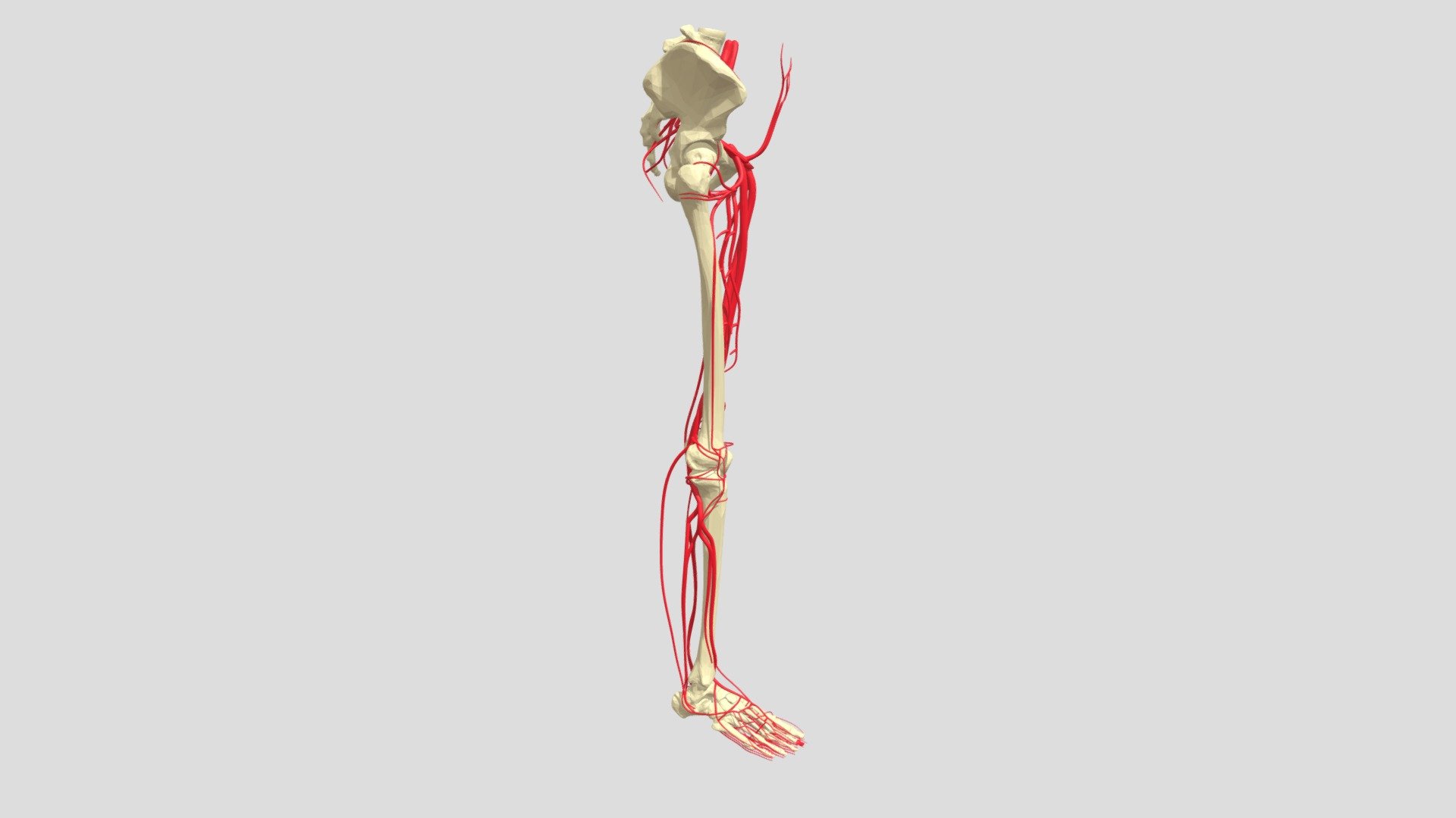 Leg Arteries - 3d Model By Federico Espinola Md, Msc (@fheder) [c3b9db3 