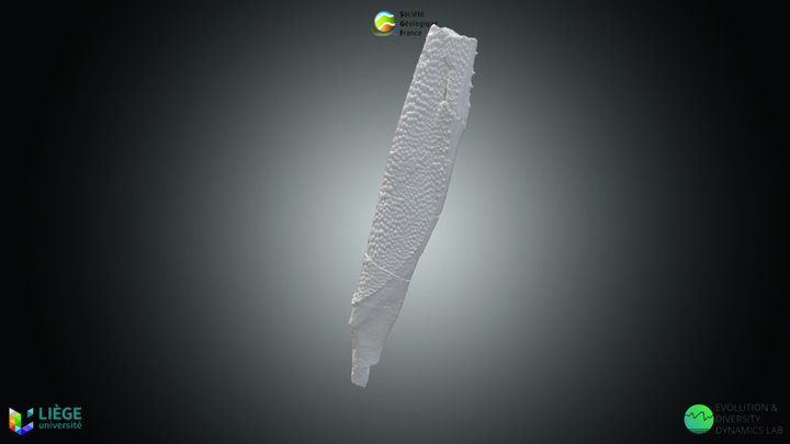 Chondrichtyen - Asteracanthus ornatissimus. – Kostenloses 3D-Modell STL