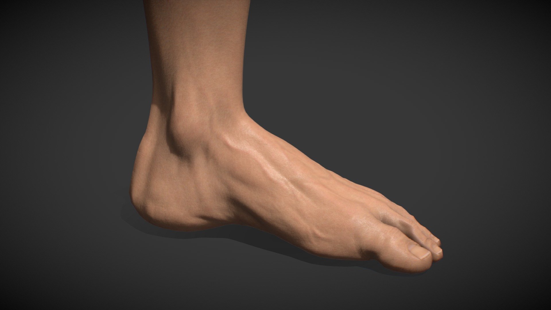 Foot - Download Free 3D model by justsantiago [c3c0acb] - Sketchfab