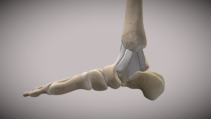 Ankle Anatomy SKETCHFAB 3D Model