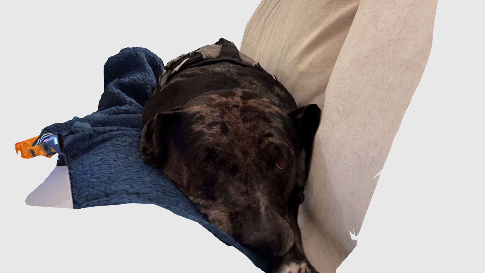 Seeley napping