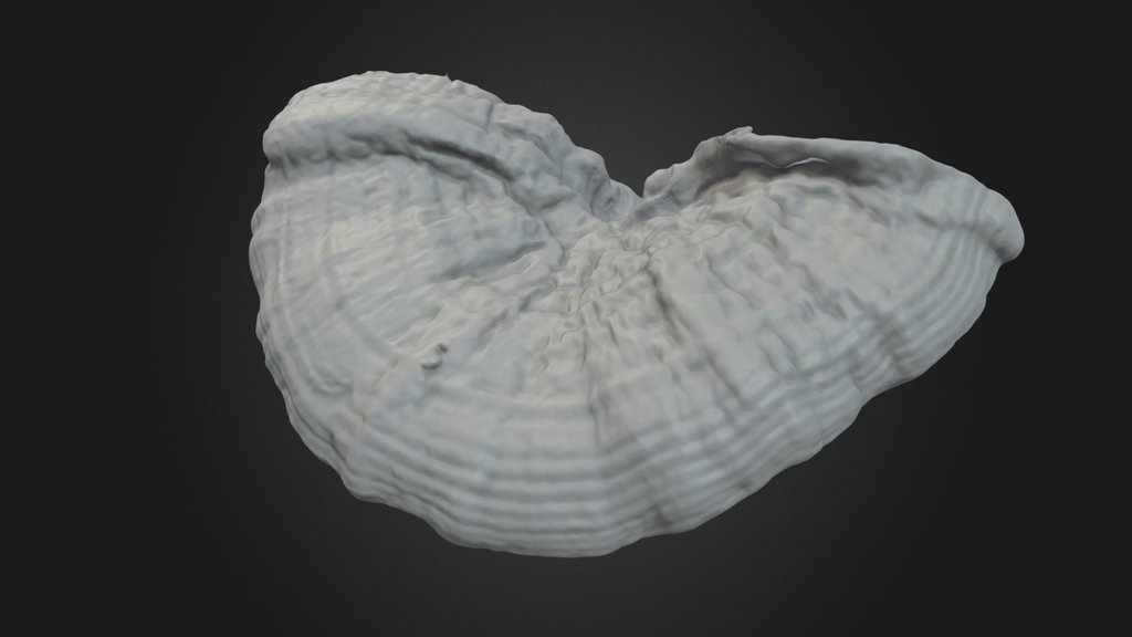 Reishi (Ganoderma) mushroom, half