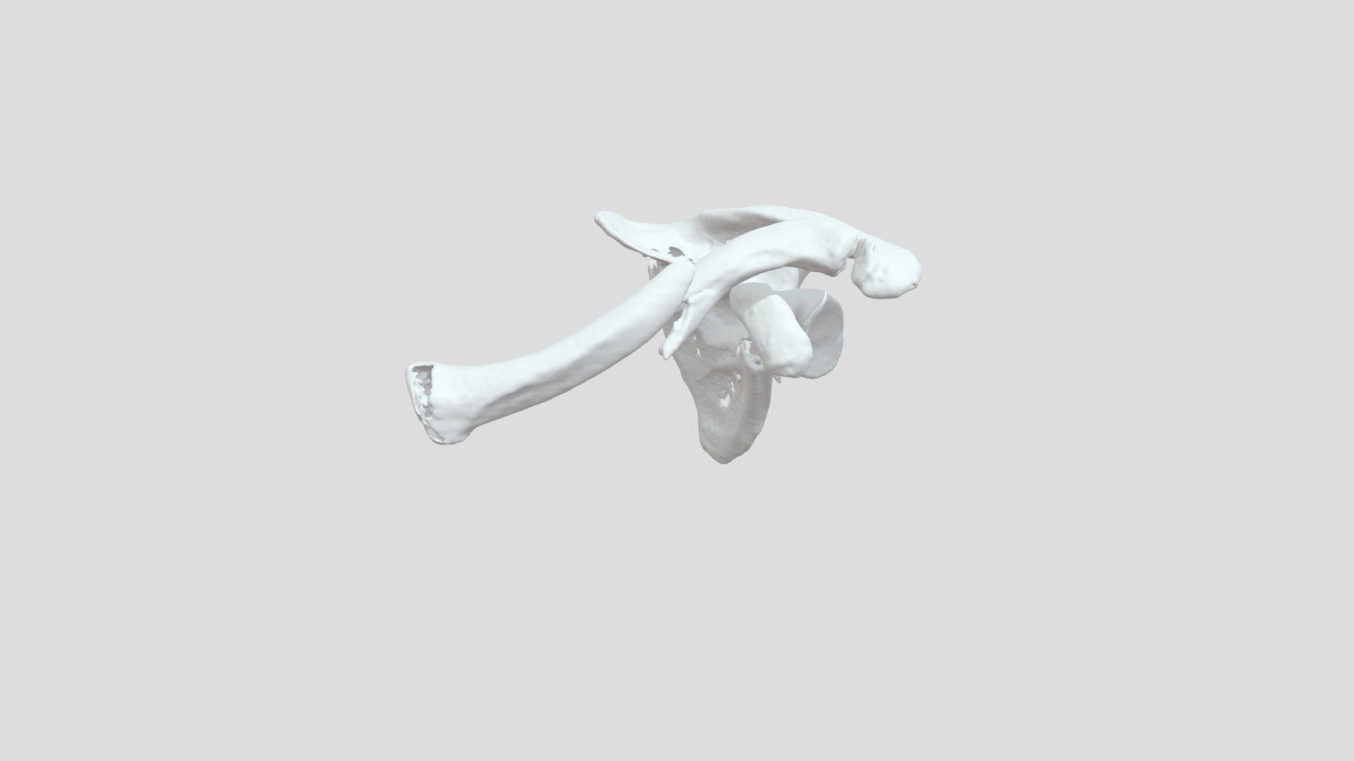 Clavicle_Scapula - 3D model by Rod Py (@rodrigopy) [c3ca364] - Sketchfab