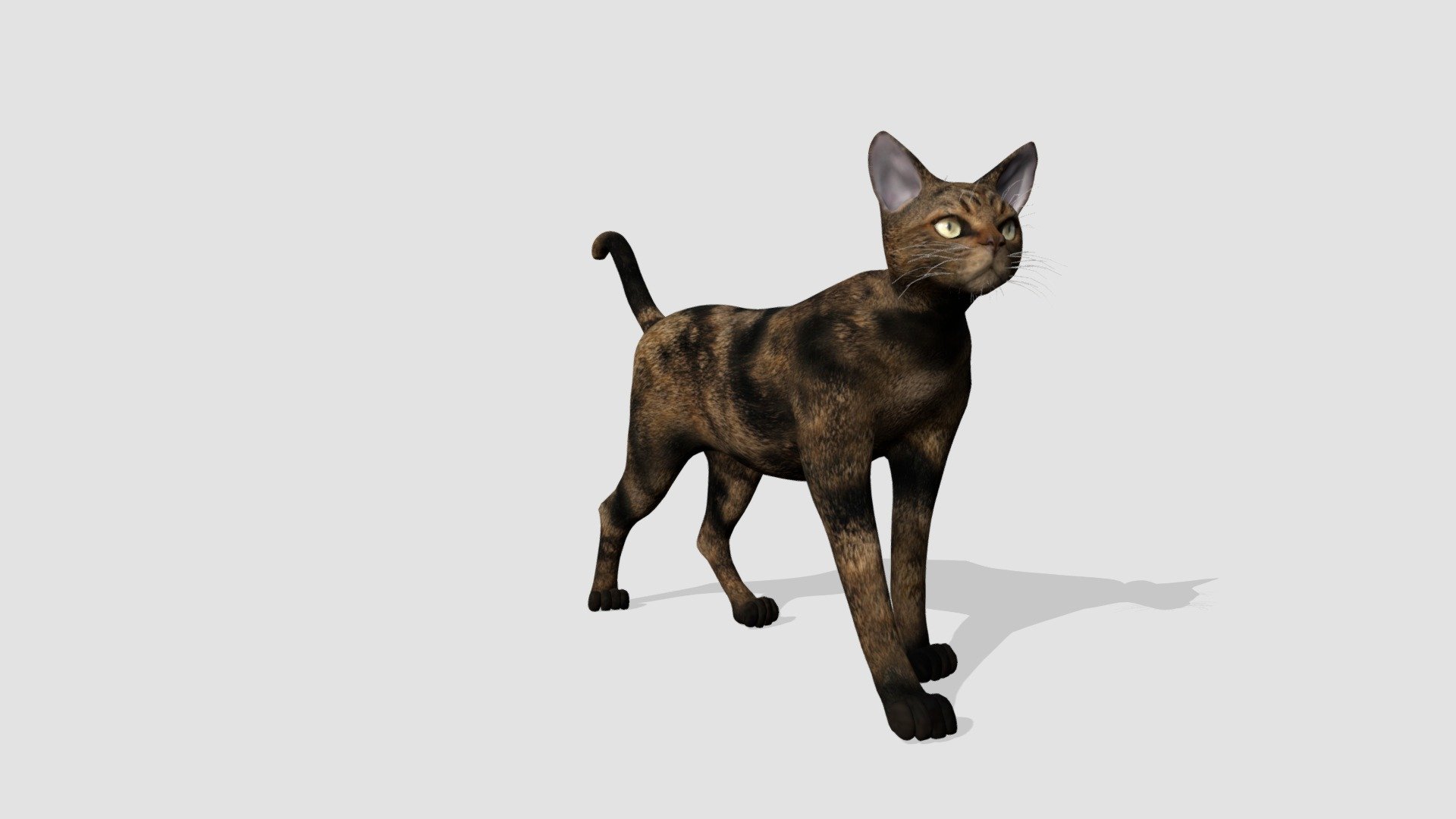 cat - Buy Royalty Free 3D model by Evermotion [c3ccf75] - Sketchfab Store