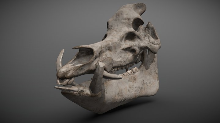 Old boar skull 3D Model