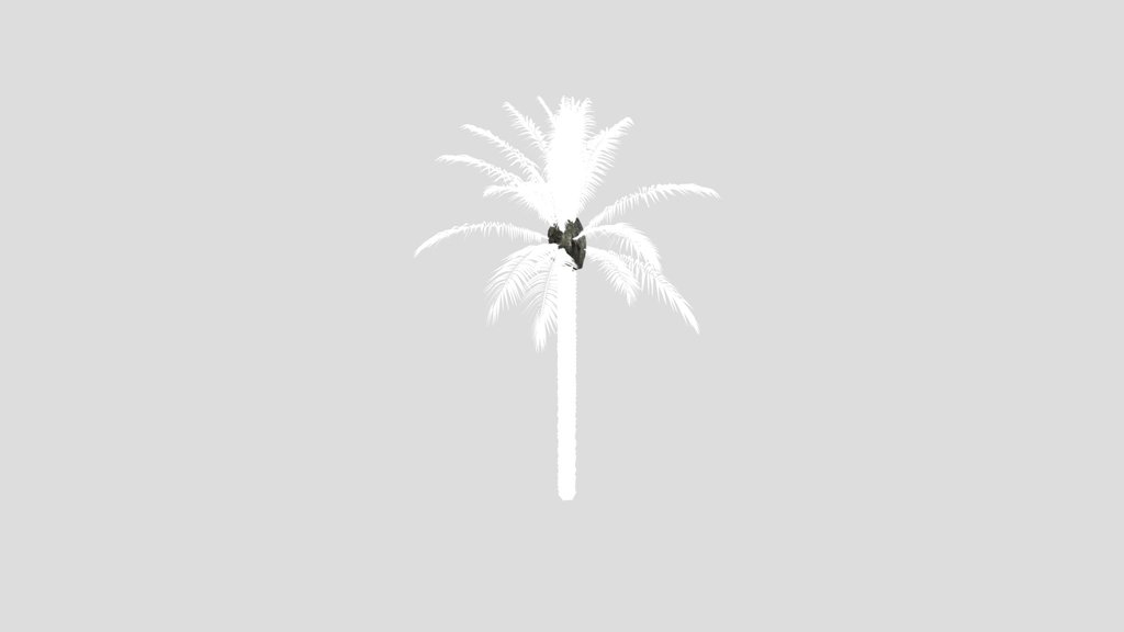 Dactylifera Palm Tree