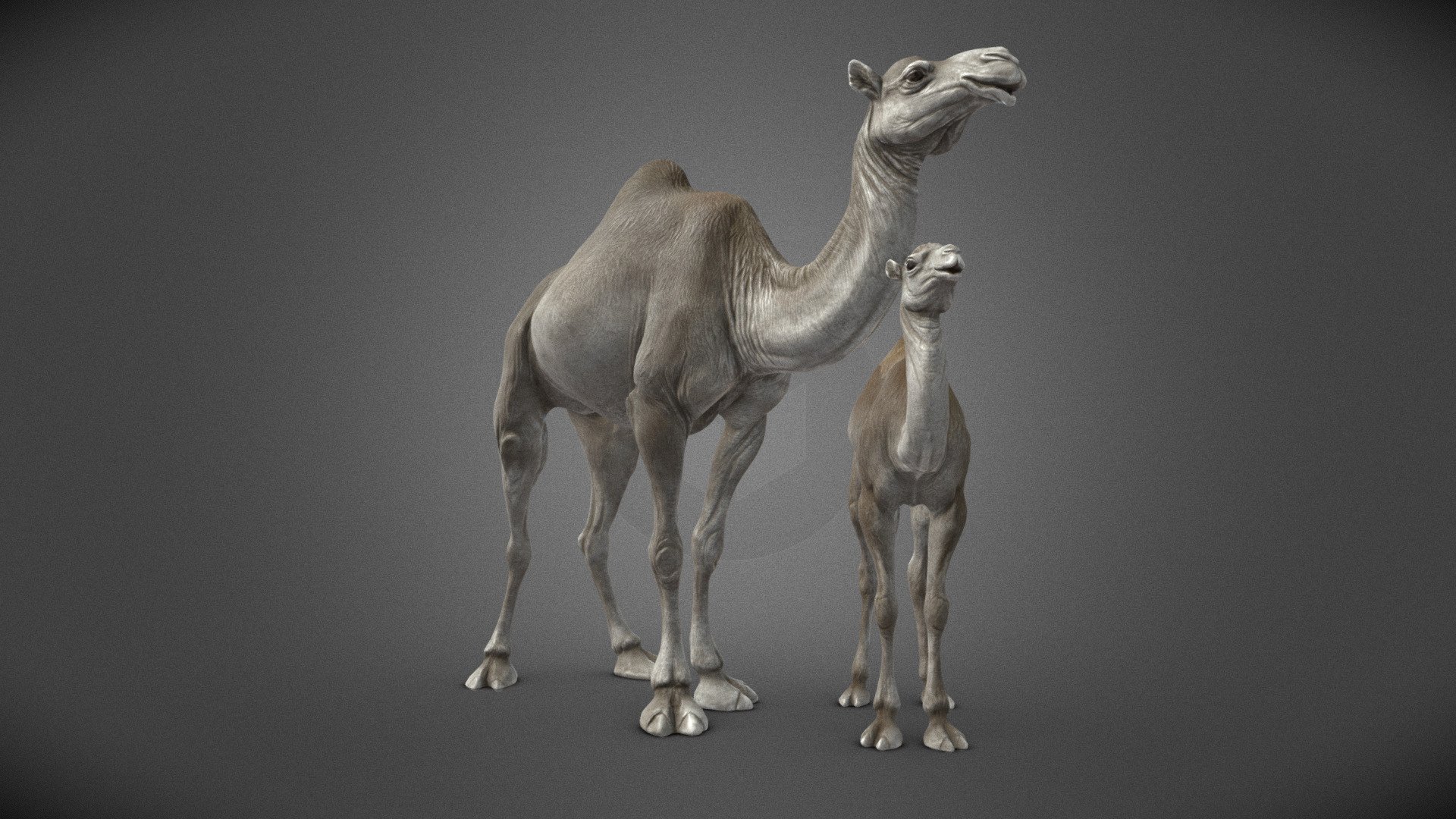 Dromedary Camels | 3D Sculpting — Sketchfab embed 3D viewer