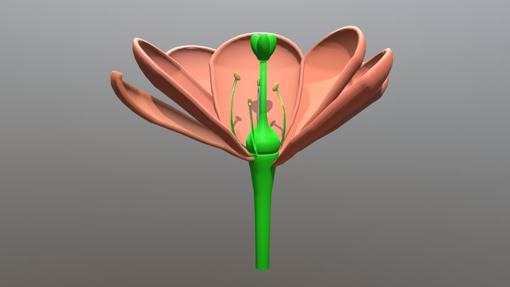 Flower Cross-Section 3D Model