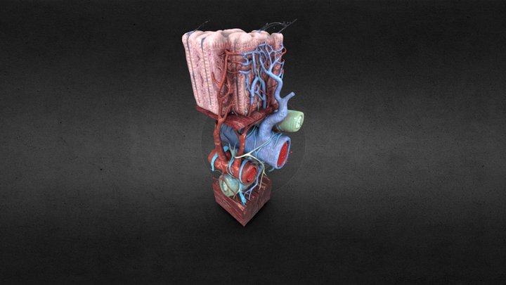 Large Intestine Cells and Vessels 3D Model