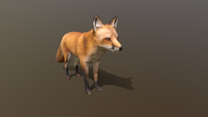Red Fox Study 3D Model