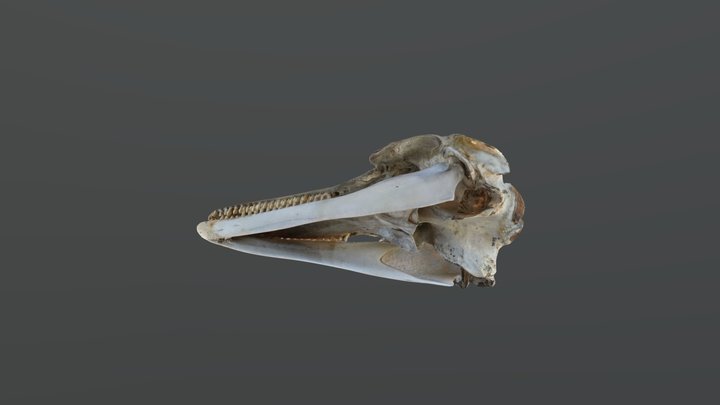 Dolphin Skull 3D Model