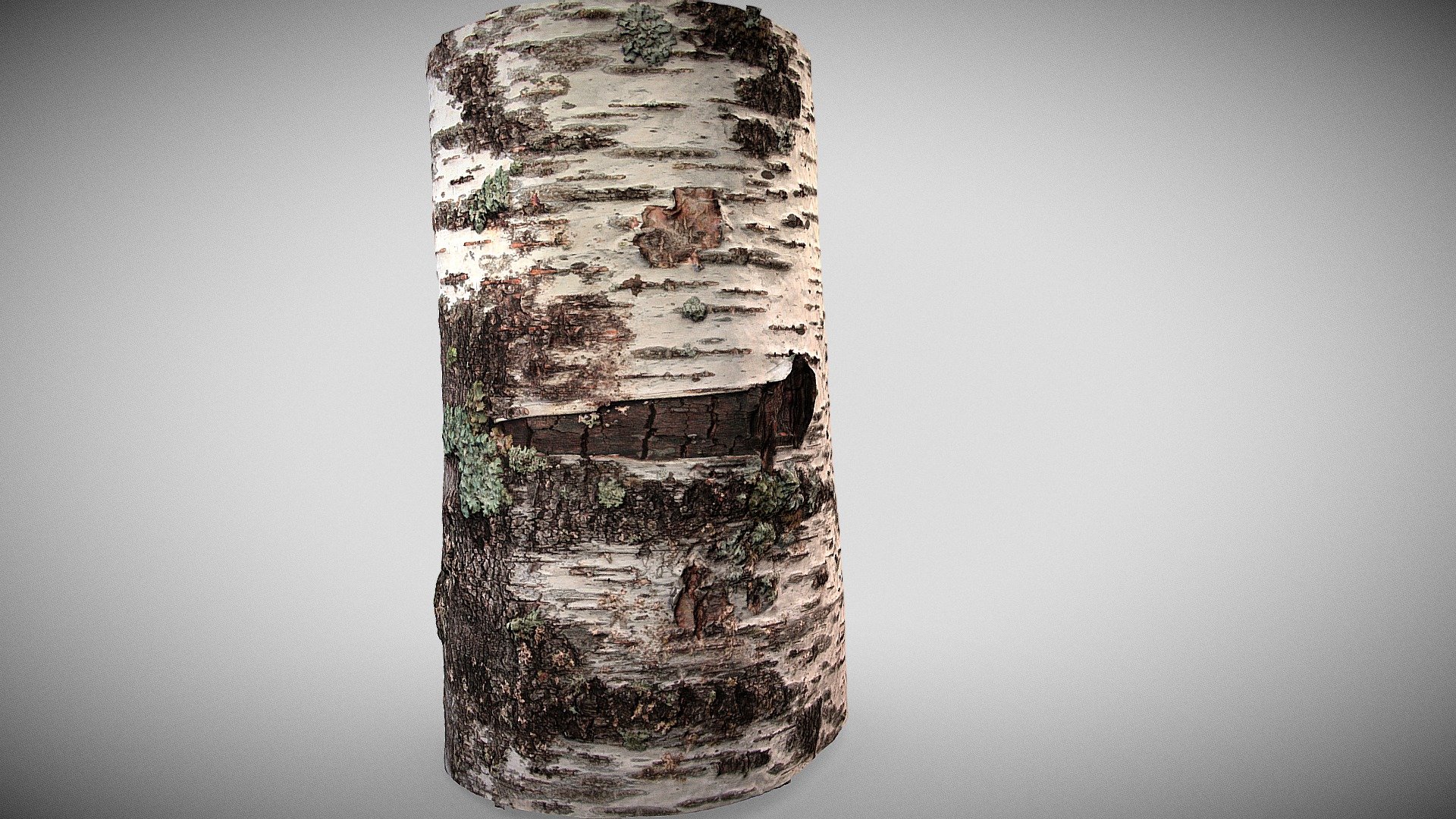 ABEDUL BLANCO (BETULA ALBA)