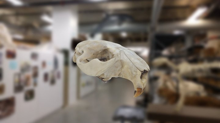 Beaver Skull 3D Model