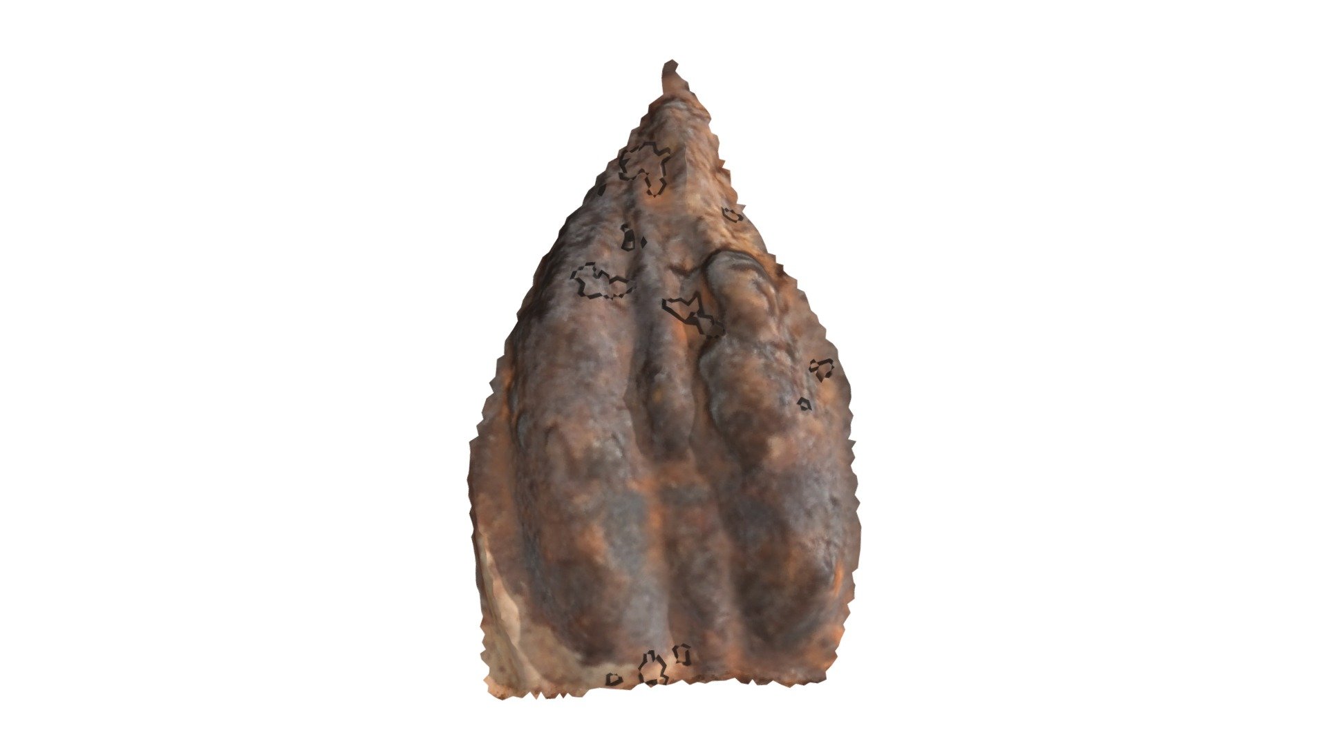 C14 - aurochs MNIR