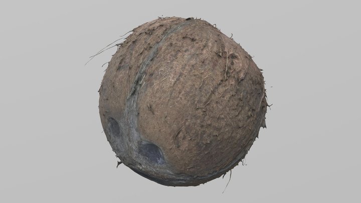 Coconut 3D Model