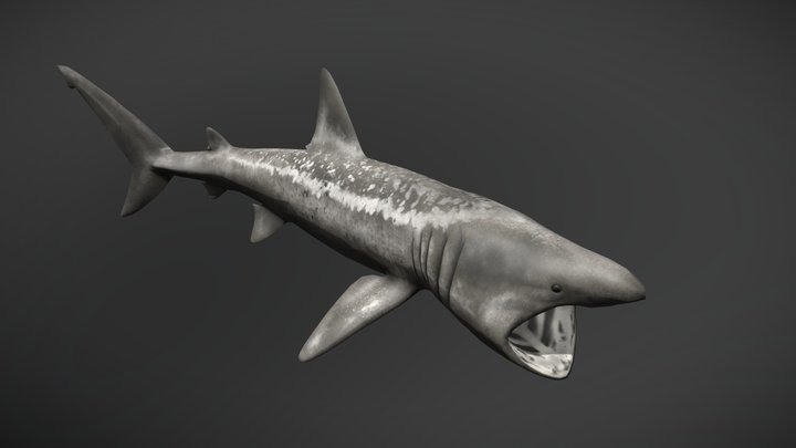 Basking Shark 3D Model