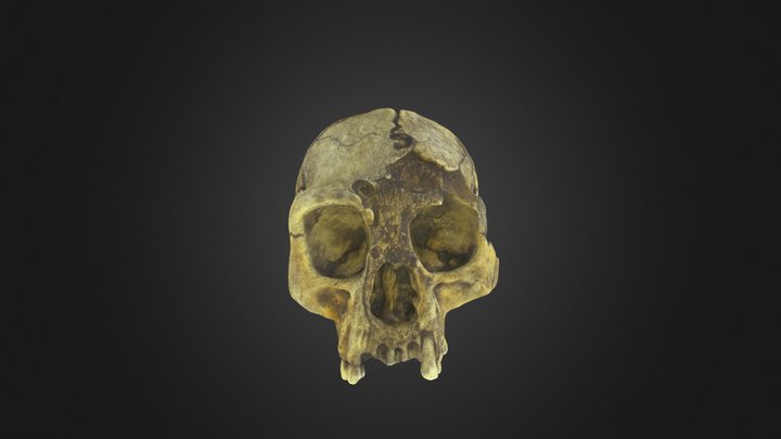 Homo floresiensis cranium – Free 3D Model STL