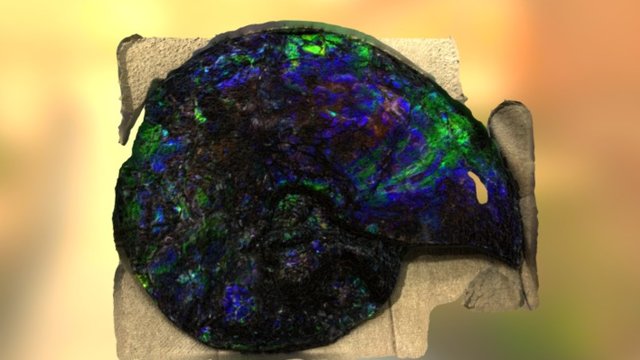 Fossil Ammolite Ammonite I