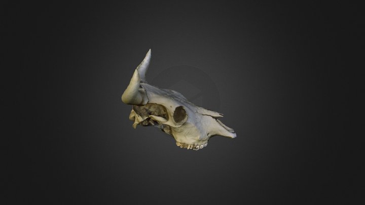 Re-processed cows skull 3D Model