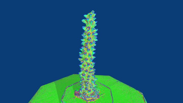 Acropora cervicornis (mean curvature) 3D Model