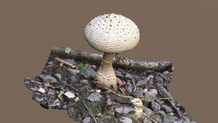 Zep Mushroom Mesh 3D Model
