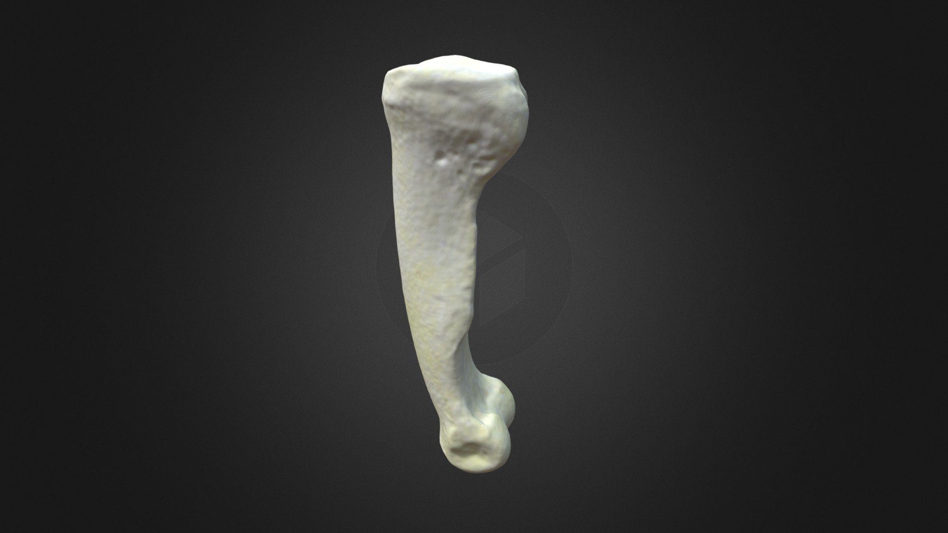 G. g. gorilla, prox. phalanx 3 (right hindlimb)