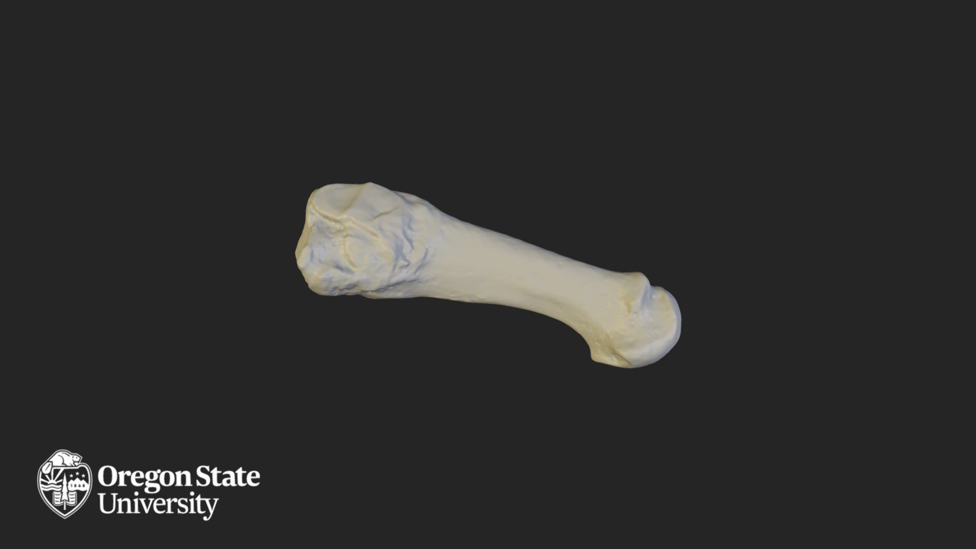 Metatarsal 4 - Download Free 3D model by Oregon State University ...