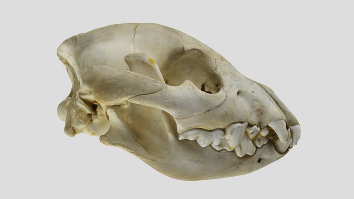 UWYMV:5840, Crocuta crocuta, skull 3D Model