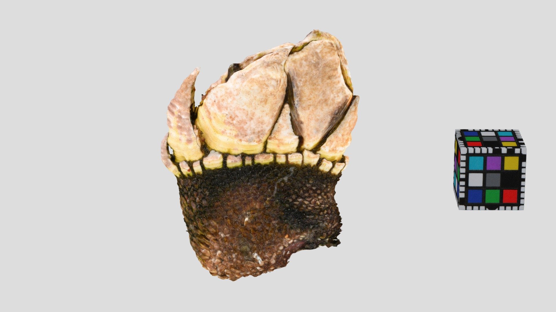 カメノテ Japanese Goose barnacle, Capitulum mitella