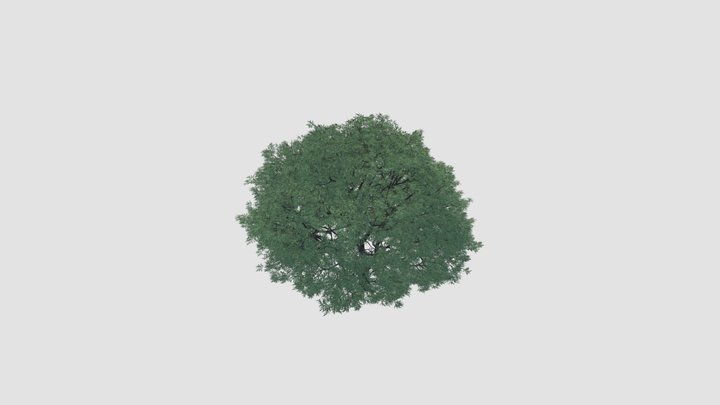 Salix fragilis Plant 3D Model