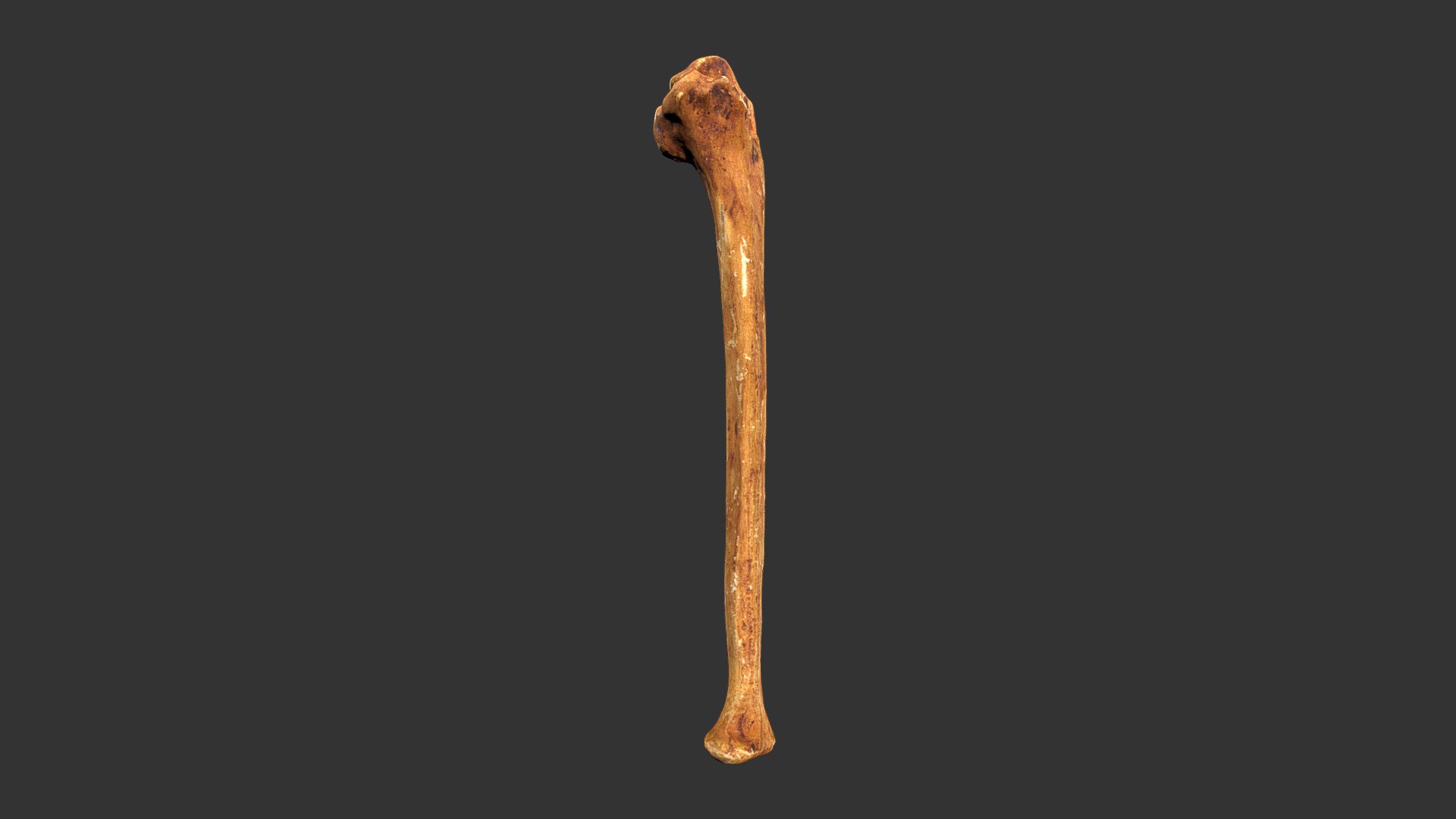 Homo neanderthalensis (Neanderthal 1) (433rp16)