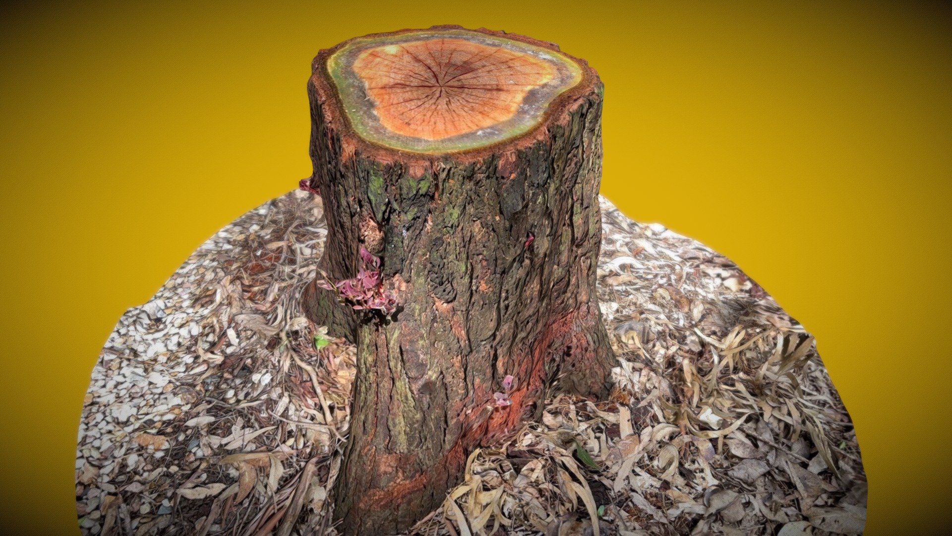 Tree stump