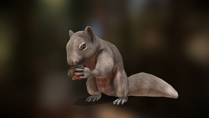 Squirrel animation 3D Model
