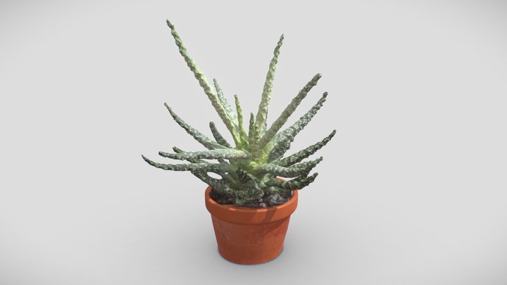 Indoor Plant 2 3D Model