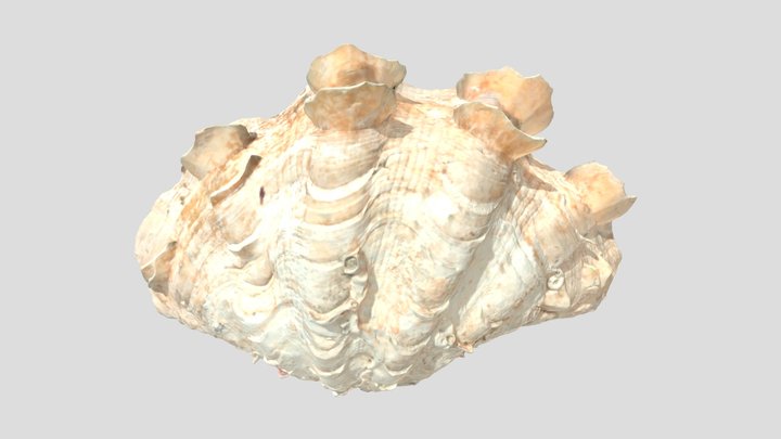 ヒレシャコ / Fluted giant clam 3D Model