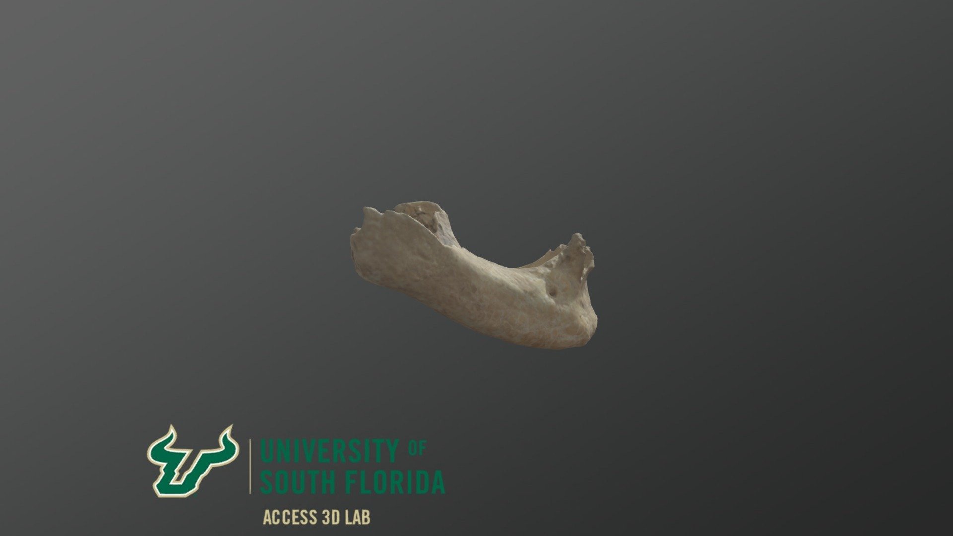 Medieval Human Mandible 7