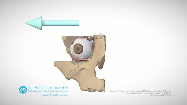 Abduction of the eye 3D Model